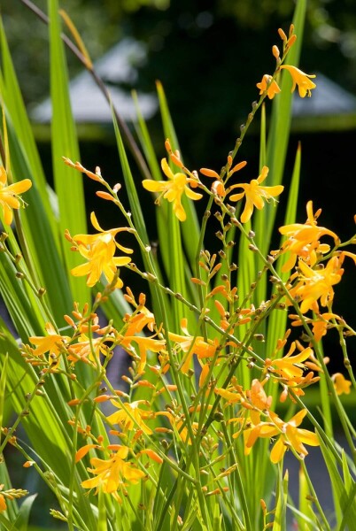 Crocosmia 'George Davison' Crocosmia 'George Davison'