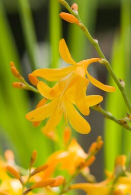 Crocosmia 'George Davison'