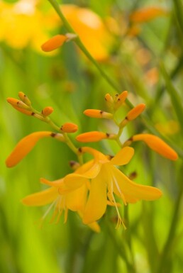 Crocosmia 'George Davison'