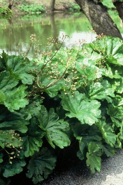 Darmera peltata Darmera peltata