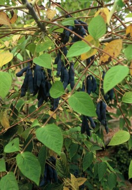 Decaisnea fargesii arbuste 100-120 cm