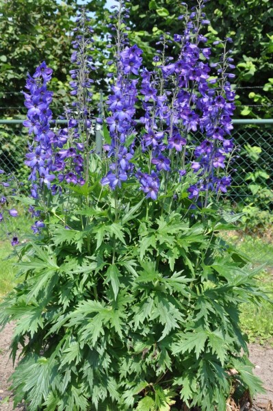 Delphinium pacific 'Black Knight' Delphinium pacific 'Black Knight'