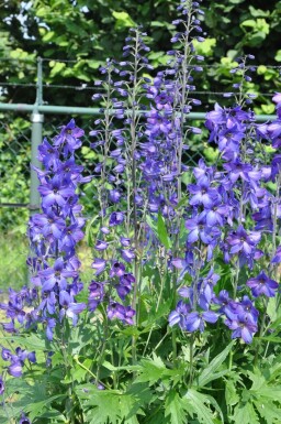 Delphinium pacific 'Black Knight'