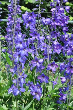 Delphinium pacific 'Black Knight'