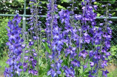 Delphinium pacific 'Black Knight'