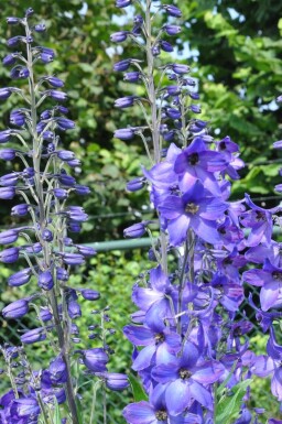 Delphinium pacific 'Black Knight'