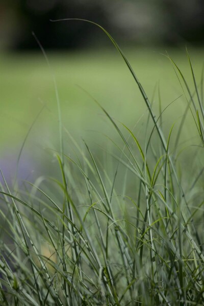 Deschampsia cespitosa Deschampsia cespitosa