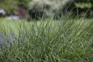 Deschampsia cespitosa