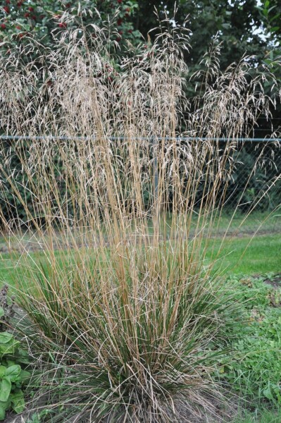 Deschampsia cespitosa 'Goldschleier' Deschampsia cespitosa 'Goldschleier'