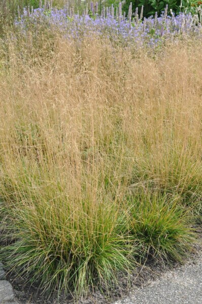 Deschampsia cespitosa 'Goldtau' Deschampsia cespitosa 'Goldtau'