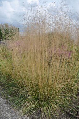 Deschampsia cespitosa 'Goldtau'