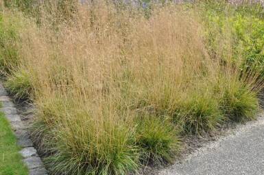 Deschampsia cespitosa 'Goldtau'