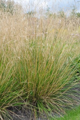 Deschampsia cespitosa 'Goldtau'