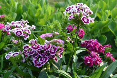 Dianthus barbatus 'Indianer Teppich'