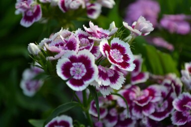 Dianthus barbatus 'Indianer Teppich'