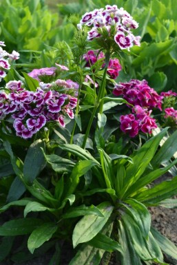 Dianthus barbatus 'Indianer Teppich'