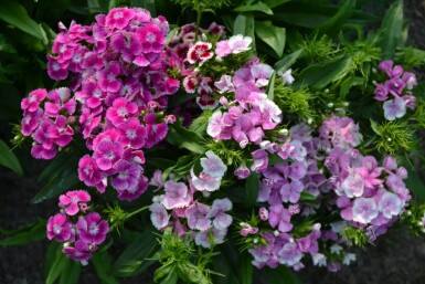 Dianthus barbatus 'Indianer Teppich'