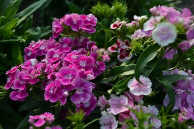 Dianthus barbatus 'Indianer Teppich'