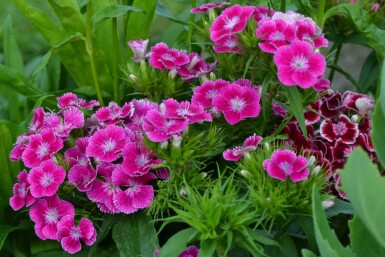 Dianthus barbatus 'Indianer Teppich'