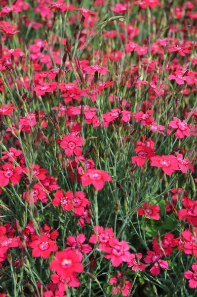 Dianthus deltoides 'Brilliant'