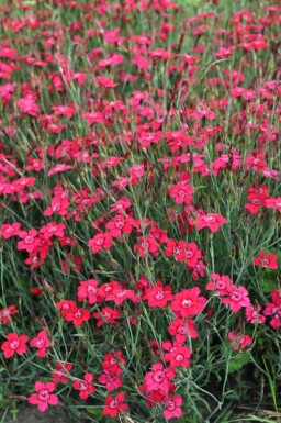 Dianthus deltoides 'Brilliant'