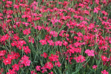 Dianthus deltoides 'Brilliant'