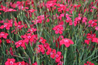 Dianthus deltoides 'Brilliant'