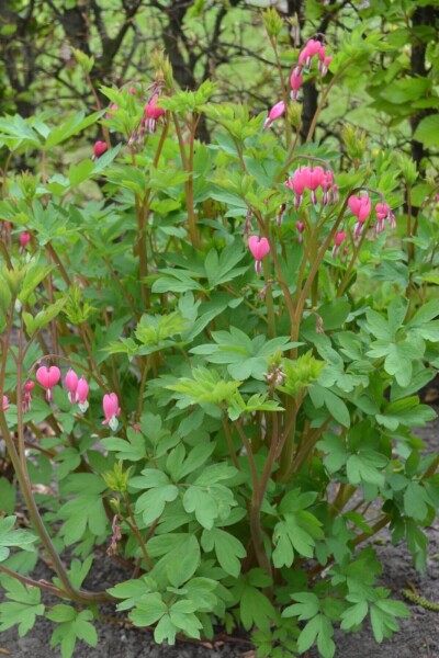 Dicentra spectabilis Dicentra spectabilis