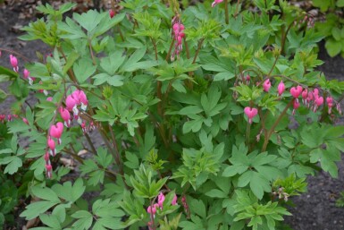 Dicentra spectabilis