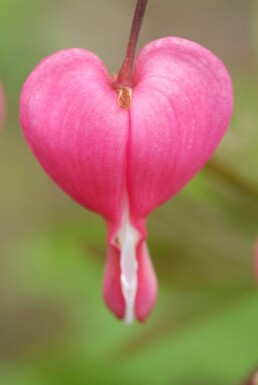 Dicentra spectabilis