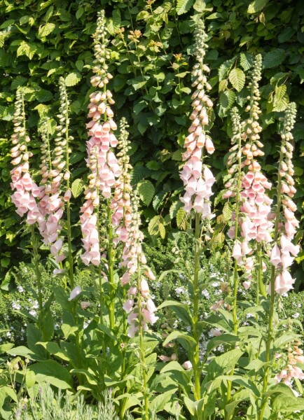 Digitalis purpurea 'Apricot' Digitalis purpurea 'Apricot'