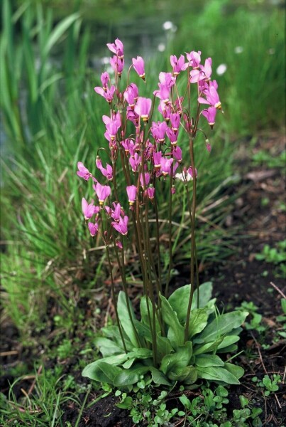 Dodecatheon meadia