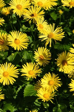 Doronicum orientale 'Magnificum'