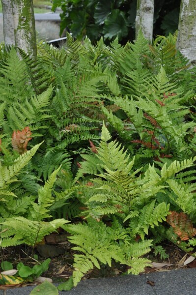 Dryopteris erythrosora Dryopteris erythrosora