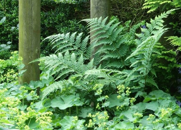 Dryopteris filix-mas Dryopteris filix-mas