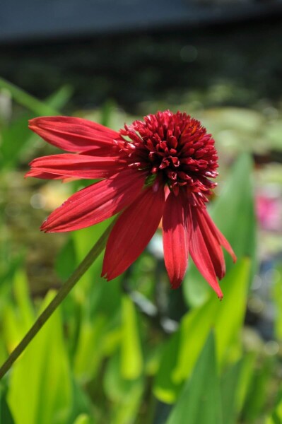 Echinacea 'Eccentric' Echinacea 'Eccentric'
