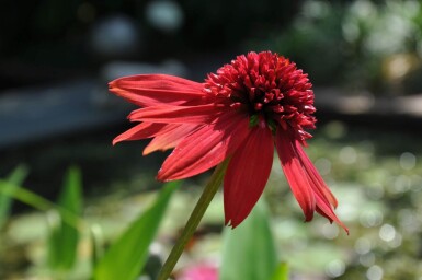 Echinacea 'Eccentric'