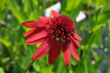 Echinacea 'Eccentric'