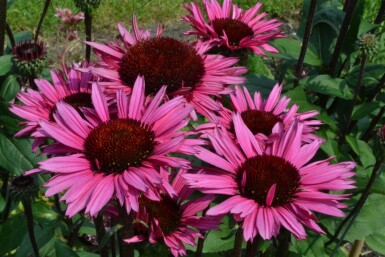 Echinacea 'Fatal Attraction'