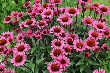 Echinacea 'Fatal Attraction'