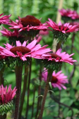 Echinacea 'Fatal Attraction'