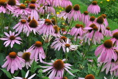 Echinacea purpurea