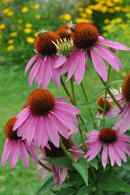 Echinacea purpurea