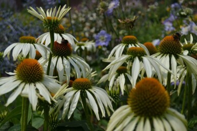 Echinacea purpurea 'Alba'