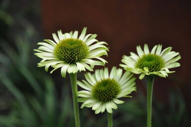 Echinacea purpurea 'Green Jewel'