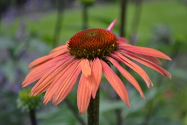 Echinacea purpurea 'Summer Cocktail'