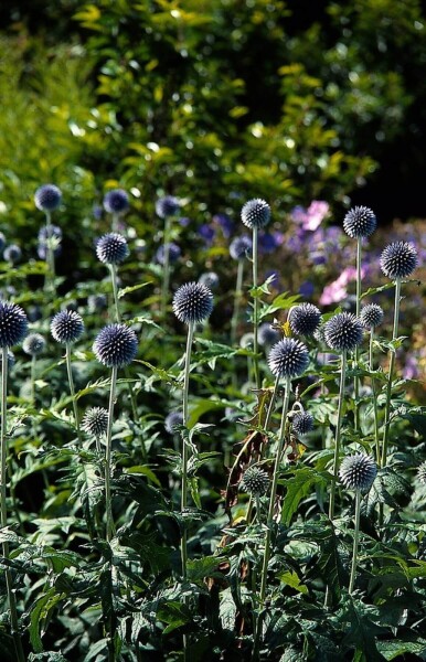 Echinops bannaticus 'Taplow Blue' Echinops bannaticus 'Taplow Blue'