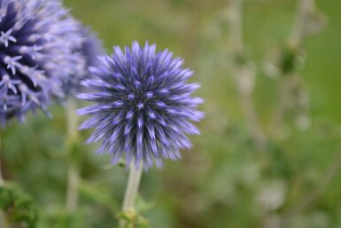 Echinops ritro