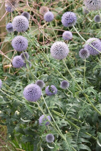 Echinops ritro 'Veitch's Blue' Echinops ritro 'Veitch's Blue'