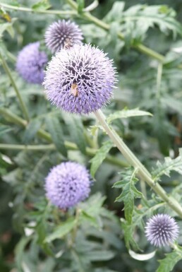 Echinops ritro 'Veitch’s Blue'